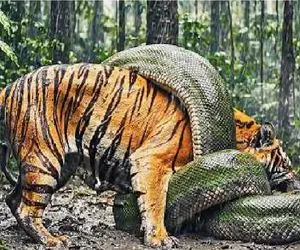 حیات وحش مصنوعی؛ پیتون غول ببر حبس کرد تو حلقه مرگ ببلعه