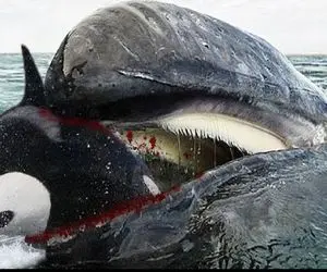 حیوانات غول پیکر؛ نهنگ های باهوش قاتلای کف دریان هیچ آبزی از دستشون قسر در نمیره