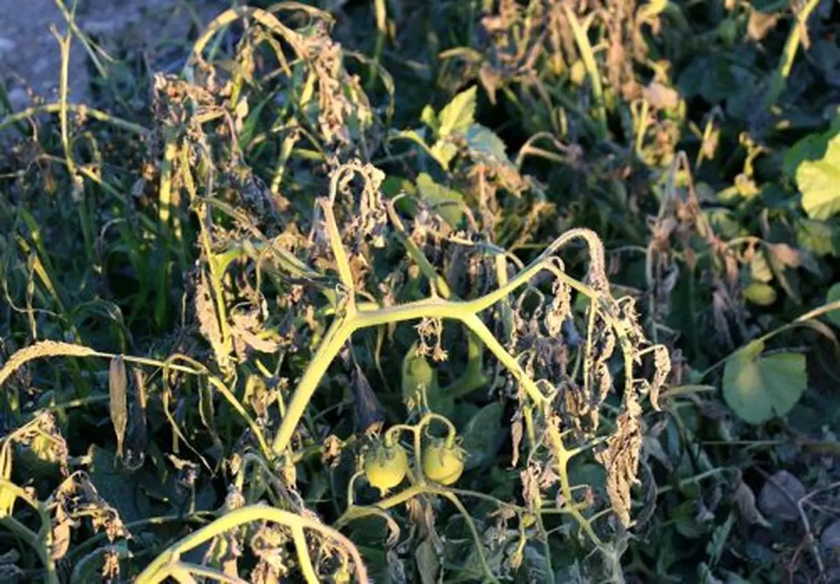 گرما-بر-گیاهان-500x348