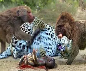 شاهکار حیات وحش؛ پلنگ شریر اومد زرنگ بازی دربیاره توله بابون شکار کنه خودش سلاخی شد