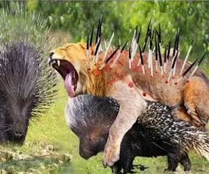 شاهکار حیات وحش؛ جوجه تیغی تیغاش استراتژیک رها کرد شکم شیر سفره شد