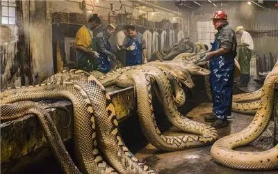 فرآوری مار؛ پیتون غول کردن بره زیر چرخ صنعت گوشتش غذا، زهرش دارو، پوستش کالاشه