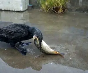 مستند حیات وحش؛ غاز سیاه ماهی نیم متری را در عرض چند ثانیه بلعید