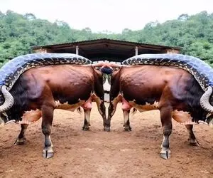 کارخانه حیوانات؛ با تزریق هورمون پیتون یه نوع گاومیش پرورش دادن با سر اژدها