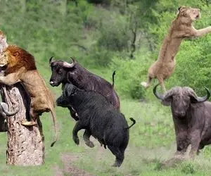 از جذابیت های حیات وحش؛ شیر احمق با انتخاب شکارهای اشتباه تاوان میده