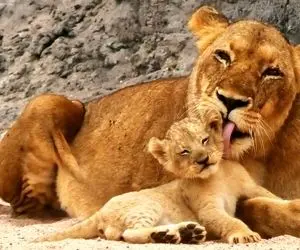 مستند حیات وحش؛ توله شیرهای دوست داشتنی مامانشون رو مجبور به تمیز کردنشون می کنن