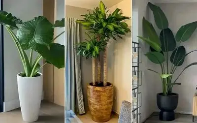 گیاهانی که نحسی رو میارن خونه تون و حسابی بدشگونن؛ انرژی منفی اینا برکت پولتو میبره