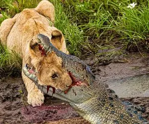 از جذابیت‌های حیات وحش؛ آهو برای فرار رو آب میدَوه تمساح با حمله به شیر نجاتش میده