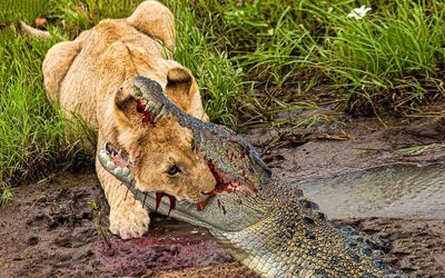 از جذابیت‌های حیات وحش؛ آهو برای فرار رو آب میدَوه تمساح با حمله به شیر نجاتش میده