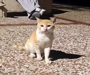 آواز خیابانی؛ پسر برا گربه به زبون خودش آهنگ خوند واکنششو ببینی انگار شکست عشقی خورده