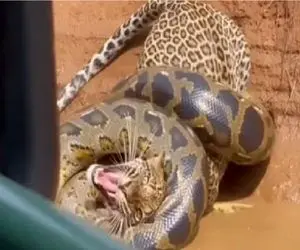 مستند حیات وحش؛ پیتون غول با حمله به پلنگ آخرین اشتباه  زندگیش انجام داد