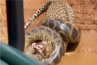 مستند حیات وحش؛ پیتون غول با حمله به پلنگ آخرین اشتباه  زندگیش انجام داد