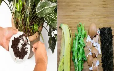 کود مجانی توی آشپزخونه‌ ات قایم شده/ زباله‌ هاتو دور نریز، به گلدونات غذا بده!