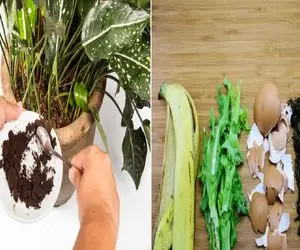 کود مجانی توی آشپزخونه‌ ات قایم شده/ زباله‌ هاتو دور نریز، به گلدونات غذا بده!