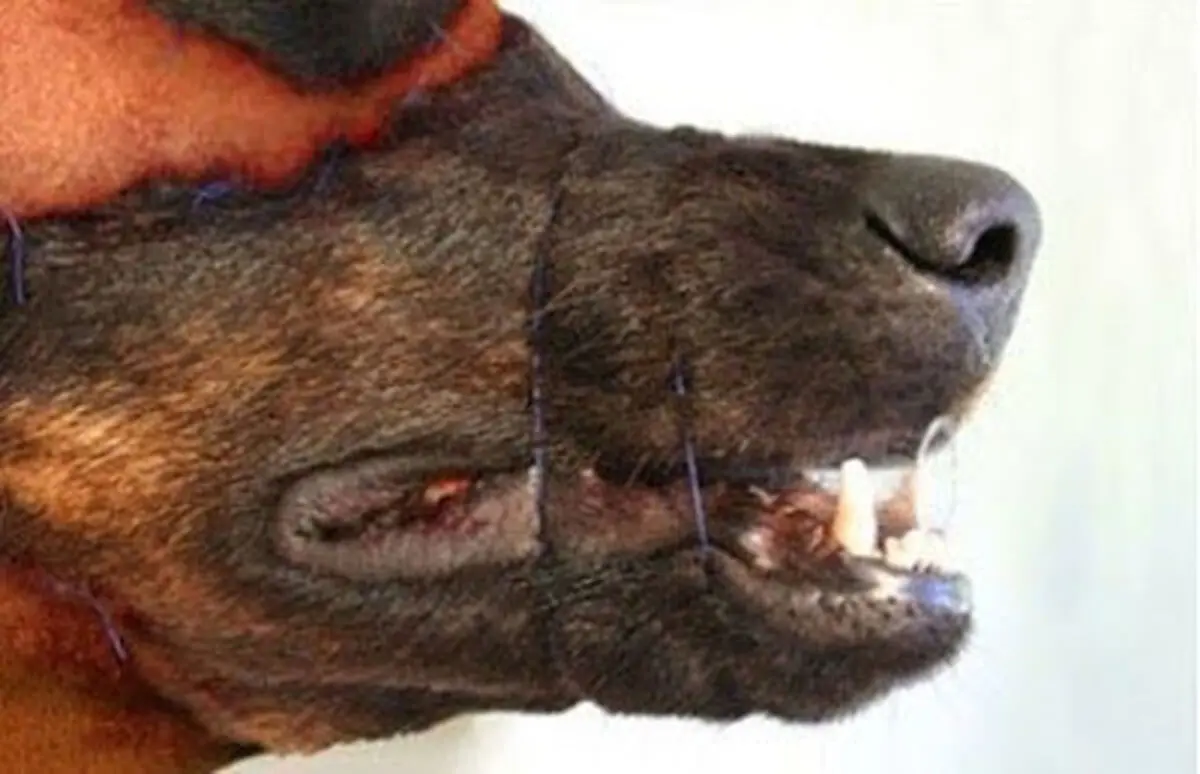 dog7