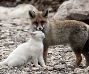 از جذابیت‌های حیات وحش؛ وسط برفا گربه افتاده رو روباه داره اون روی سگشو نشون میده