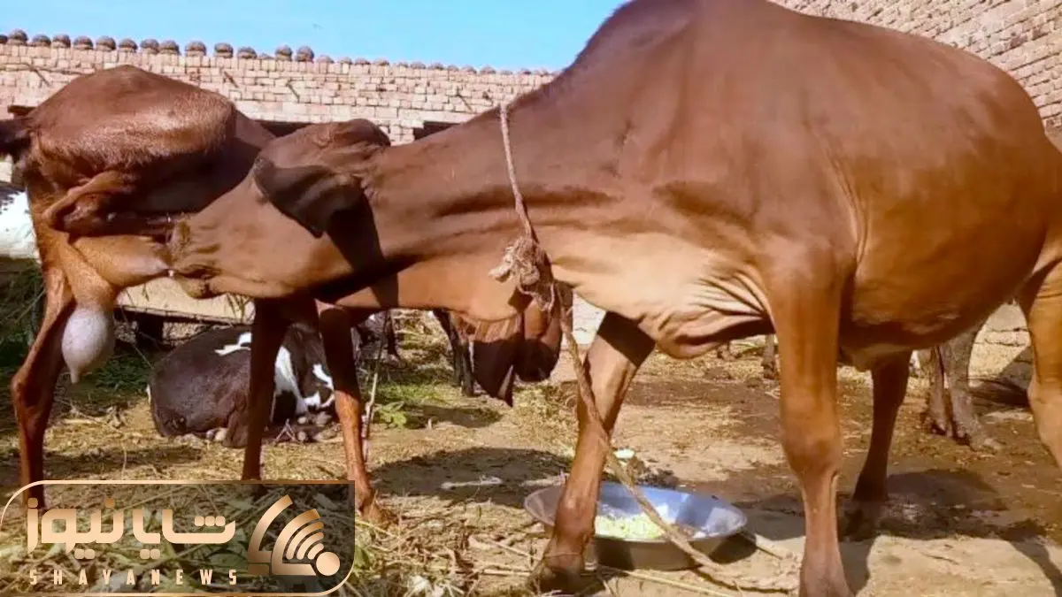 فرآوری بز؛ بز به قدری شیر و البته کَرم داه که خودش علف میخوره اما به گاو غول شیر میده