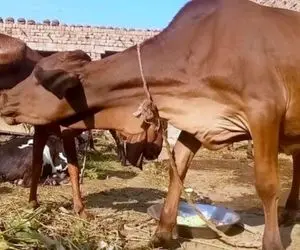 فرآوری بز؛ بز به قدری شیر و البته کَرم داه که خودش علف میخوره اما به گاو غول شیر میده