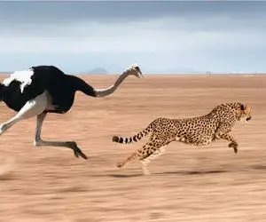 طنز حیات وحش / وقتی ورق برمیگرده و اینبار شترمرغ میزاره دنبال یوزپلنگ سریع