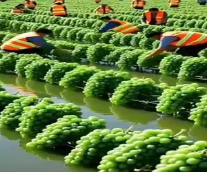 کشاورزی نوین؛ تو دریاچه انگور کاشتن زیاد بار داد گنده ۱ نفری نمیتونن خوشه اشو حمل کنن