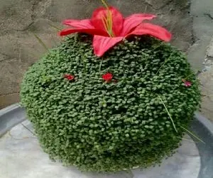 ایده های خلاقانه؛ سفره هفت سین امسال رو متفاوت بچین مثلا جا سبزه پرتقال کوزه سبز کن