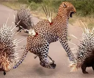 نبرد حیات وحش/پلنگ نگون بخت اسیر جادو ظهر آگین جوجه تیغی شده