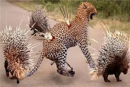 نبرد حیات وحش/پلنگ نگون بخت اسیر جادو ظهر آگین جوجه تیغی شده