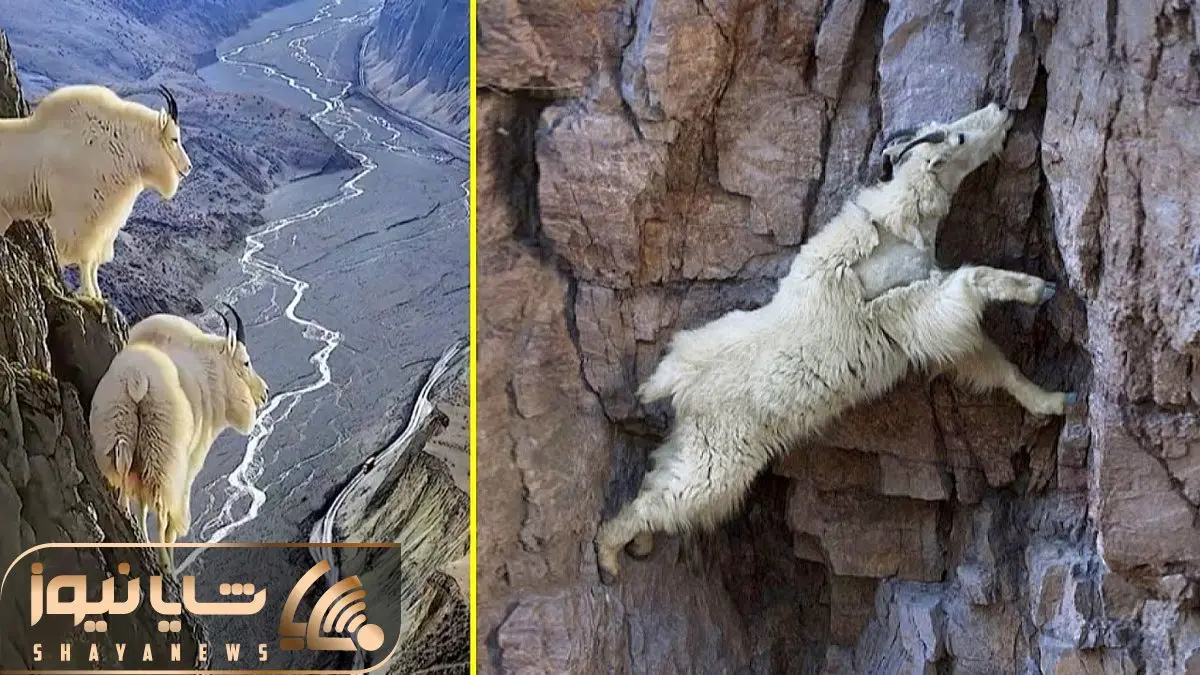 از جذابیت های حیات وحش؛ بزهایی که با زندگی لبه پرتگاه به درندگان پوزخند میزنن