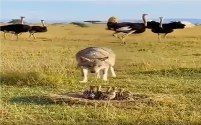 حیات وحش مصنوعی؛ لگد جانانه شترمرغ شیردل برای حراست از جوجه هاش