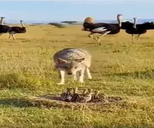 حیات وحش مصنوعی؛ لگد جانانه شترمرغ شیردل برای حراست از جوجه هاش