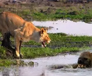 مستند حیات وحش؛ شیر که بیافته دنبال کفتار مثل مرغ سرکنده اینور اونور میپره