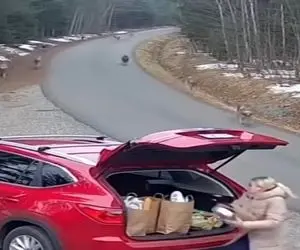 معماری طبیعت؛ گرگ ها به زن حمله کردن قایم شد ولی پاش معلومه داستان شد