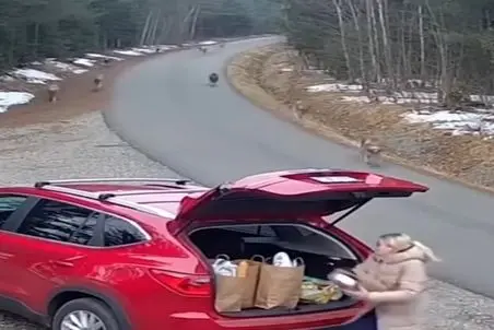 معماری طبیعت؛ گرگ ها به زن حمله کردن قایم شد ولی پاش معلومه داستان شد