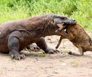 از جذابیت های حیات وحش؛ بز تو حال خودش بود که کومودو کمر به پایینش کرد تو دهنش