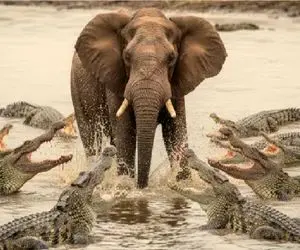 مستند حیات وحش؛ نبرد زور و آرواره میان فیل و تمساح مفت بر