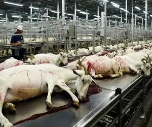 فرآوری بز؛ بز کوهی و میبرن سلاخخونه شاخشو میبرن واسه قداره گوشتش میشه شیشلیک