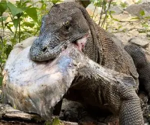 مستند حیات وحش؛ کومودو سفاک براش سفت و نرم نداره لاکپشت پیر درسته قورت میده