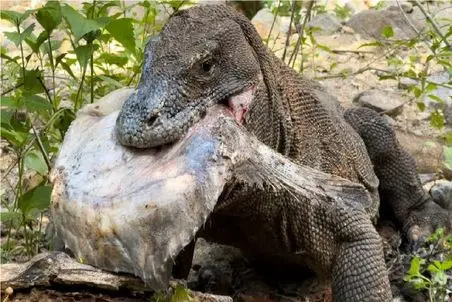 مستند حیات وحش؛ کومودو سفاک براش سفت و نرم نداره لاکپشت پیر درسته قورت میده