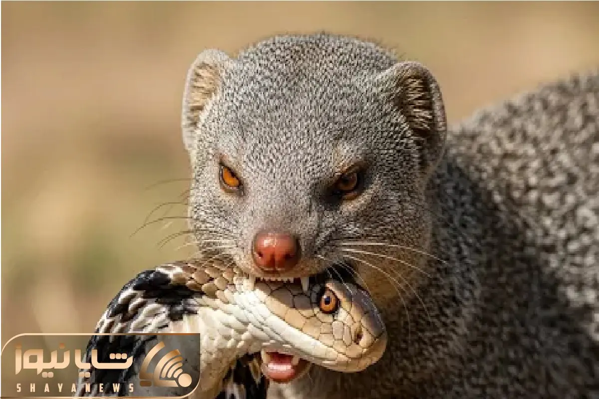 مستند حیات وحش؛ خدنگ جمجمه مار مرگبار رو لای دندوناش خرد میکنه