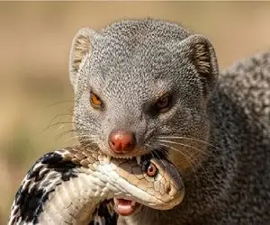 مستند حیات وحش؛ خدنگ جمجمه مار مرگبار رو لای دندوناش خرد میکنه