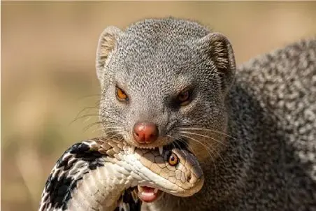 مستند حیات وحش؛ خدنگ جمجمه مار مرگبار رو لای دندوناش خرد میکنه