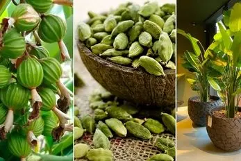 کاشت و پرورش دانه جذاب هل در خانه؛ گیاه آپارتمانی خوش عطر برای استفاده شخصی در غذا