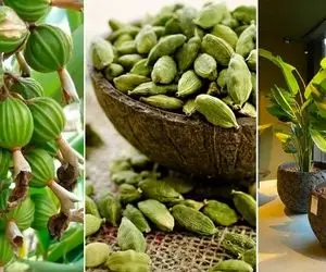 کاشت و پرورش دانه جذاب هل در خانه؛ گیاه آپارتمانی خوش عطر برای استفاده شخصی در غذا