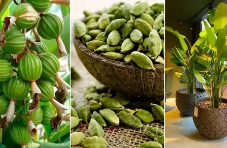 کاشت و پرورش دانه جذاب هل در خانه؛ گیاه آپارتمانی خوش عطر برای استفاده شخصی در غذا