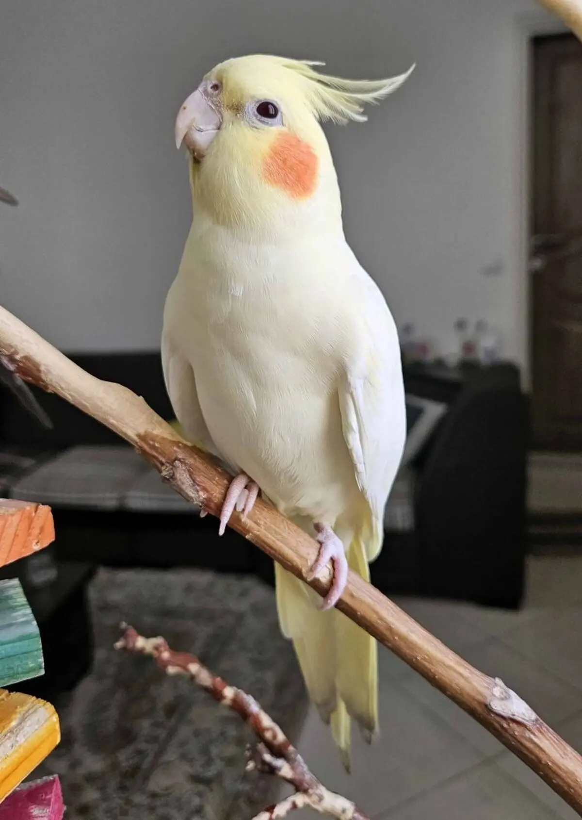 هلند1