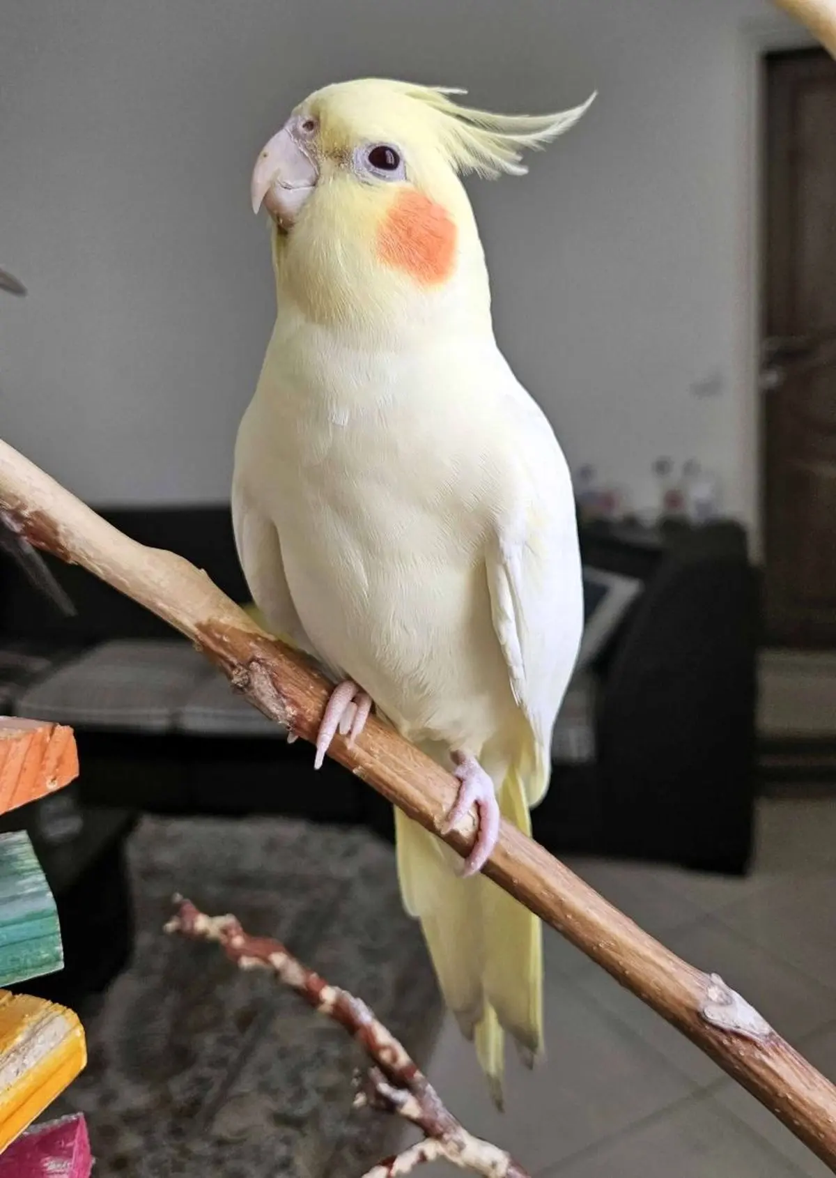 چیکار کنیم عروس هلندی آواز بخونه؟ / فقط با یه حرکت برات چهچه میزنه