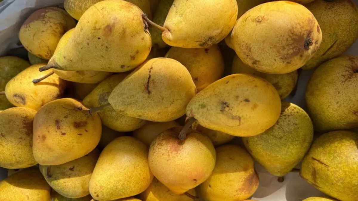 pear-3