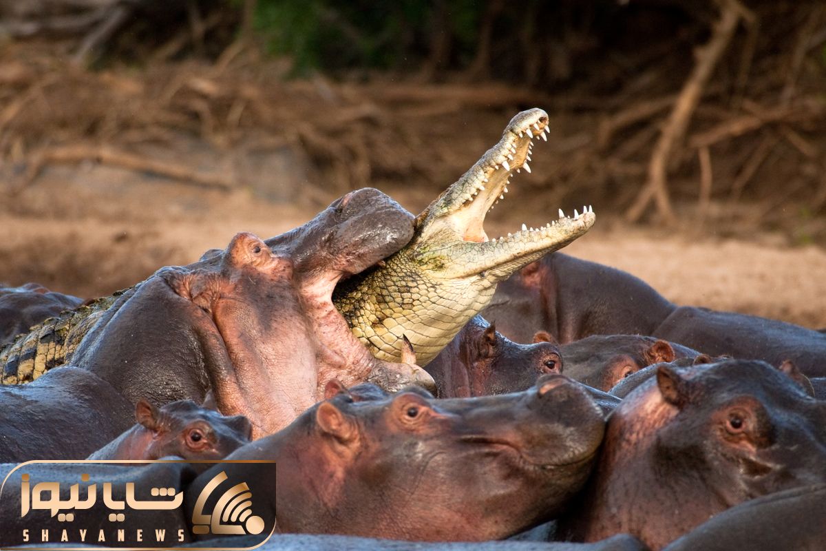Hippos Attack One Crocodile shayanews