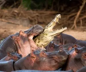 از جذابیت های حیات وحش؛ تنبیه کروکودیل متجاوز توسط اسب های آبی نر غول پیکر!